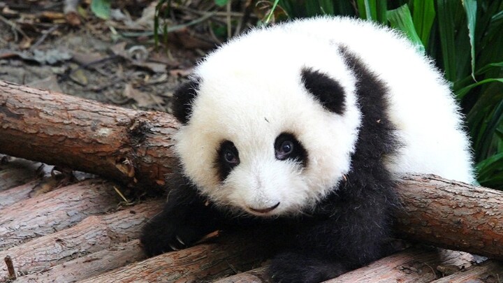 Little He Hua Trying to Climb over the Wooden Frame~