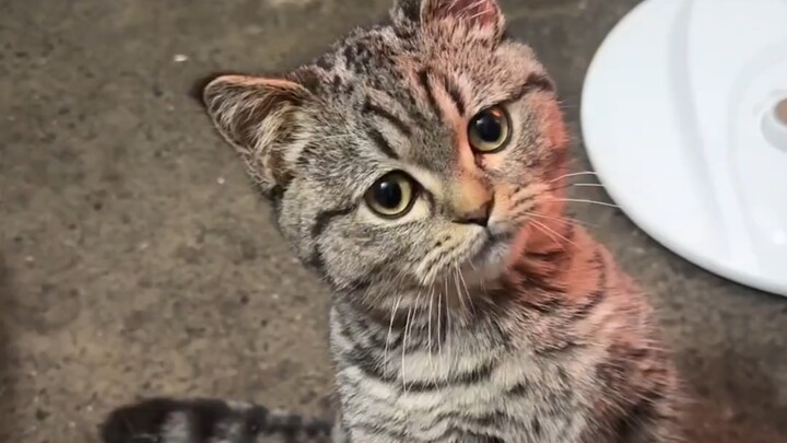 Mèo con cắn người bị dạy dỗ, đúng là như thế này