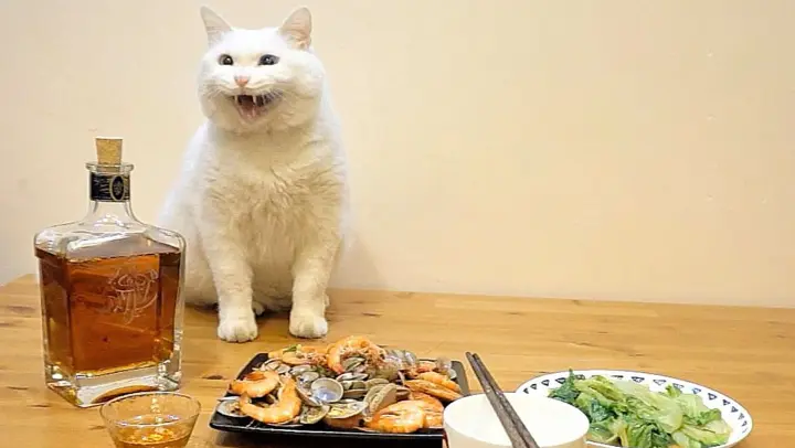 How can cats eat a table of seafood?