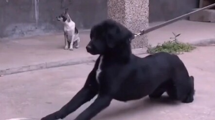 狗急了都会说话