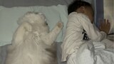 我家猫总是抢我儿子枕头睡，索性我把所有枕头都收起来了，可没想到我家猫居然这样做