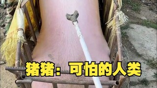 Zhu Zhu: Terrifying Humans