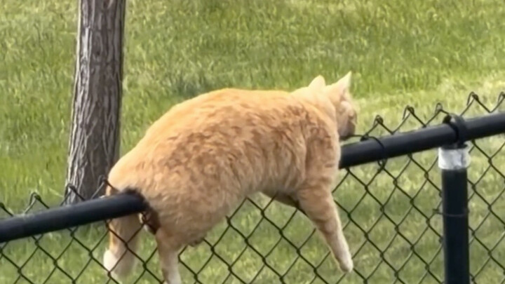 Apakah wajar jika kucing kecil selalu muncul di tempat-tempat ini? (Episode 3)