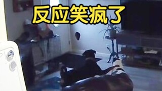 狗子玩时在墙上撞了个洞 瞬间不嘻嘻