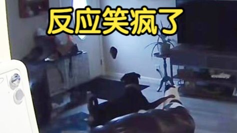狗子玩时在墙上撞了个洞 瞬间不嘻嘻