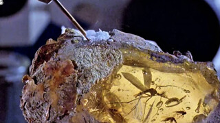 这是一块价值上万的琥珀，仔细一看，里面竟包裹着一只来自6000万年前的上古妖蚊