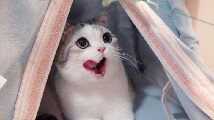 Isn't this little kitten adorable? It's worth trading my IQ for!