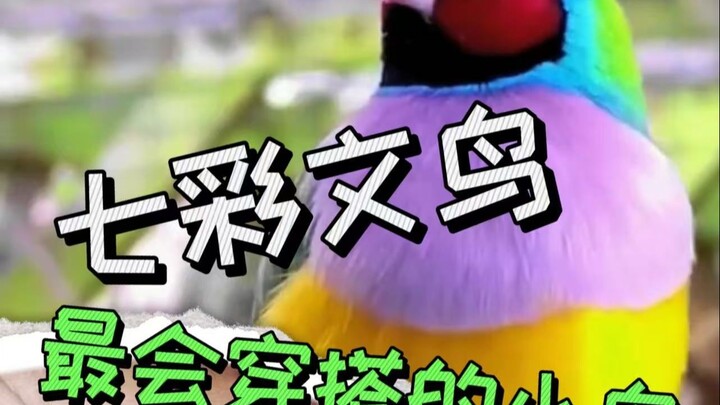 Burung Nuri Warna-Warni