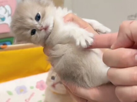 Betapa menggemaskannya anak kucing kecil