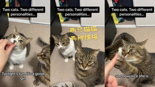 Dua kucing, dua kepribadian