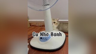 Thương con trai 😒😒 cute mèo cat