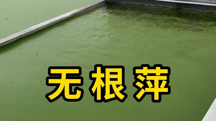 Moss fern can be used to make many delicious dishes!