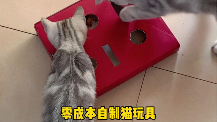 DIY Cat Toy with Zero Cost