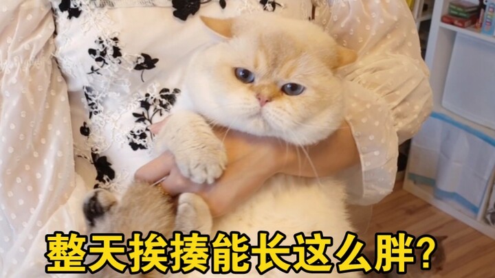 คำชี้แจง: ฉันไม่เคยตีแมวของฉันเลย