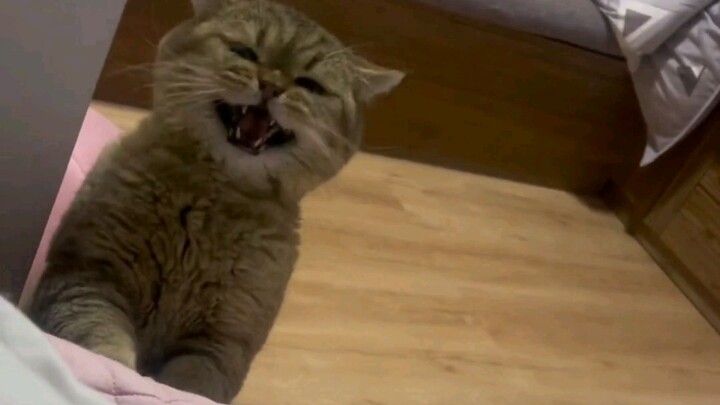 Little kitty, you’re so feisty and adorable—I just love it!