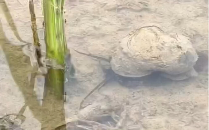 Siput keong mas memakan bibit padi, tonton dengan kecepatan 8x!