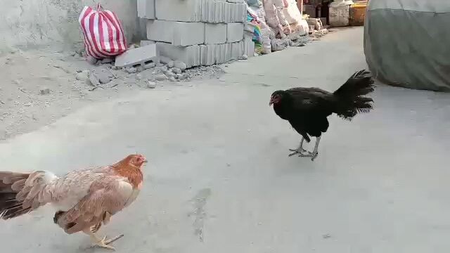 ms black hen vs sweater hen