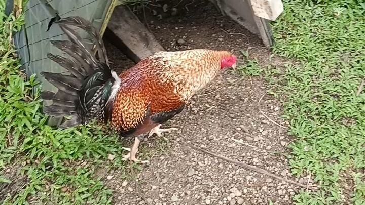 sarap pag masdan ng munting manokan.... god bless po sating lahat