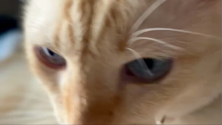 เมื่อน้อนสบตา... มีอะไรจะเคลียร์หรือเปล่ามนุษย์? 😼