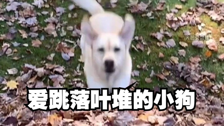 انغمس في دقيقة واحدة تشاهد فيها جروًا يقفز فوق كومة أوراق الخريف