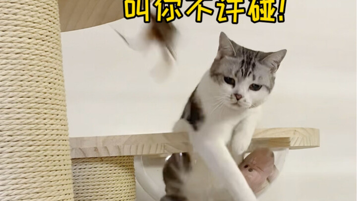 Double Standard Mulberry: Only my mom can touch my things! No one else can!