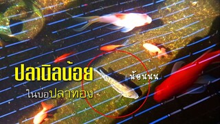 ปลานิลน้อยในดงปลาทอง  น้อง NiLLi ( นิลลิ ) l คุณพ่อคราฟ