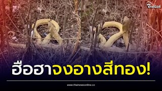 บุกรังงู! เจอจงอางสีทอง ขดกลางป่า ผู้รู้เผยราคาหลักล้าน | Thainews - ไทยนิวส์
