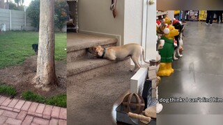 和狗狗躲猫猫 又何尝不是一种幸福