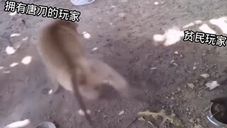 Call of Duty: Tang Dao Status