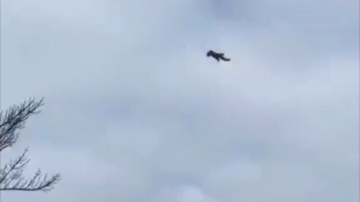 Cứng cựa hạ cánh từ độ cao 10 mét, cuối cùng vượt qua cả hai cầu thủ, 6