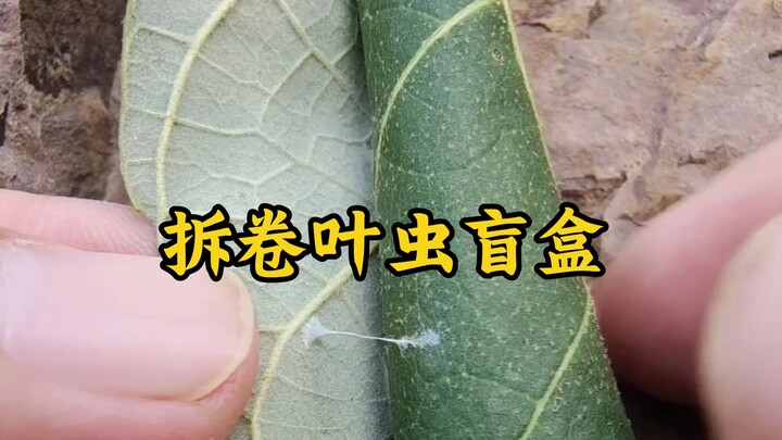 【Kotak Hadiah Ulat Gulung】Apakah ada berbagai jenis ulat gulung di dalam daun yang berbeda?