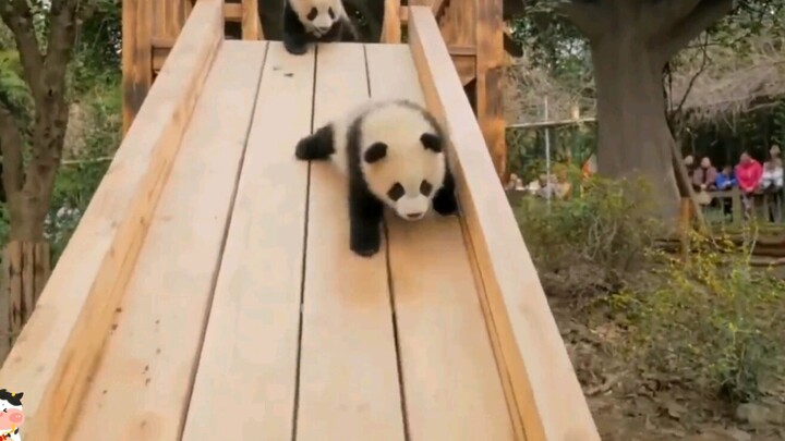 Perawat mengajari 2x, anak panda sangat suka bermain perosotan.