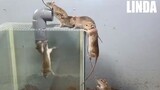 Perangkap Tikus Yang Mantap Abis