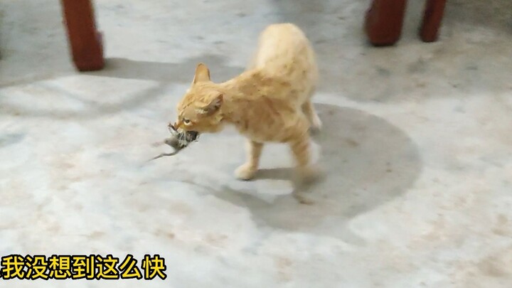 [Live Rat-Catching!] I’ll admit, I hadn’t even processed what was happening at the time!!!