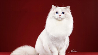 [Hewan]Metamorfosis Kucing Ragdoll Seharga 60 Ribu Yuan!