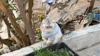 قطف البرتقال