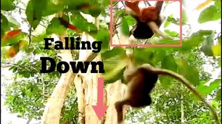 OMG!!, Baby Monkey Fall Down Nearly Break Heart, Red Ant Attack Baby Monkey Utill Fall Down