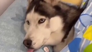 Satu-satunya husky di seluruh jaringan yang hanya tertekan oleh pemiliknya, manusia dan anjing pasti