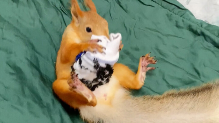 ماذا تفعل إذا أصيب السنجاب بفطريات القدم؟