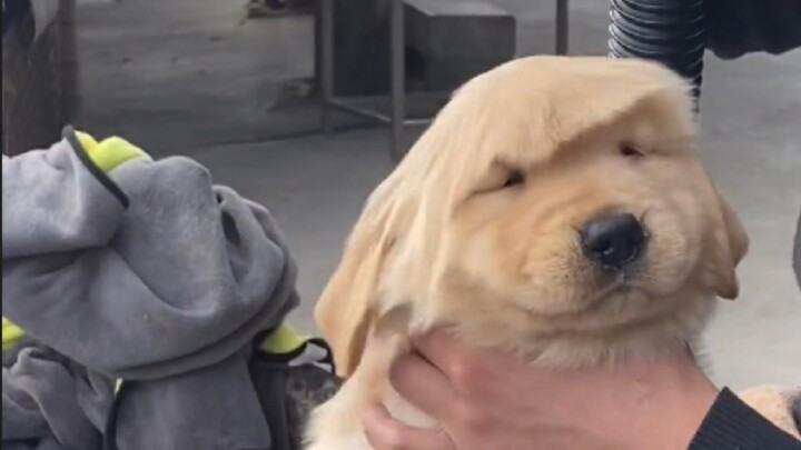 "Đây có lẽ chính là niềm vui khi nuôi chó"