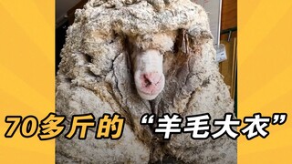 在野外走丢5年多的绵羊，被救时身上长了70多斤的“大棉袄”