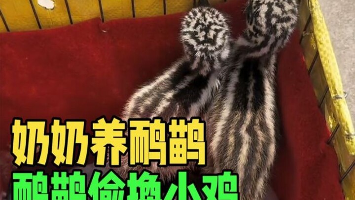 To bring some joy to Grandma’s life, the young man secretly slipped an emu into his family’s chicken