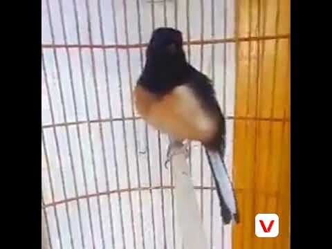 MURAI BATU BETINA BIRAHI PANGIL PENJATAN