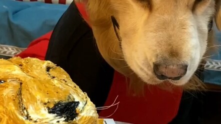 Tentang anjing saya yang tidak puas dengan kue yang saya pesan untuknya