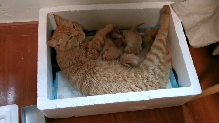 Mèo hoang dắt con trèo qua cửa sổ vào nhà, tôi thành người “nắm đằng chuôi”.