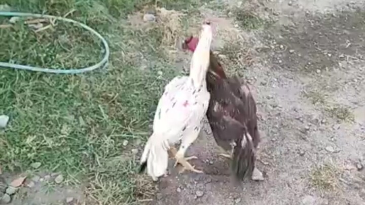 Barred Rock teaches his student how to Dance.