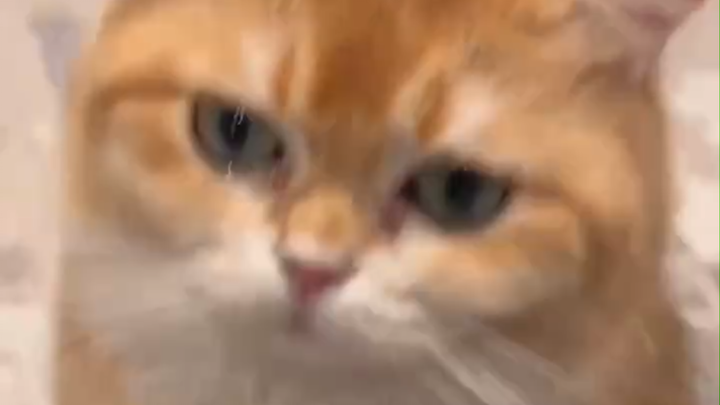 On the fact that Zhang Yixing’s cat doesn’t “recognize” Zhang Yixing at all [hilarious][tv_doge]