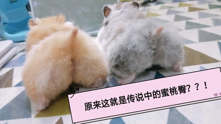 [Golden Hamster] When Two Butts Are Right in Front of You, What’s Your Choice—?
