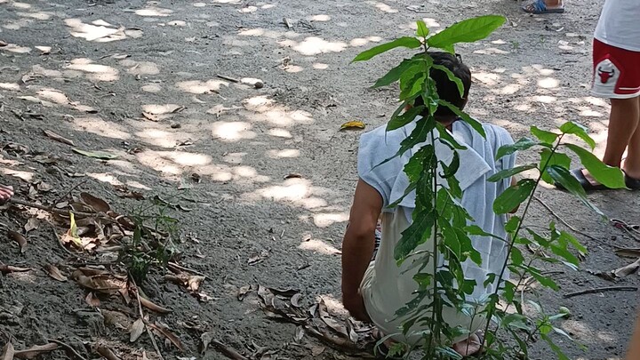 buti nalng nanalo din manok namin sayang namatay din kinabukasan