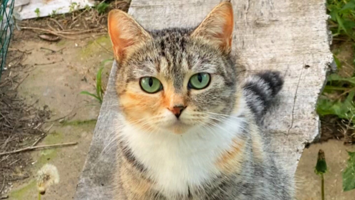 Kelanjutan Kisah Ayah yang Menemukan Kucing Jalanan Bermata Hijau